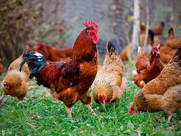 Породы куриц | ЗооТом - продажа, вязка и услуги для животных в Острове