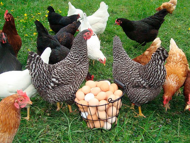 Содержание кур и уход за ними | ЗооТом - продажа, вязка и услуги для животных в Острове