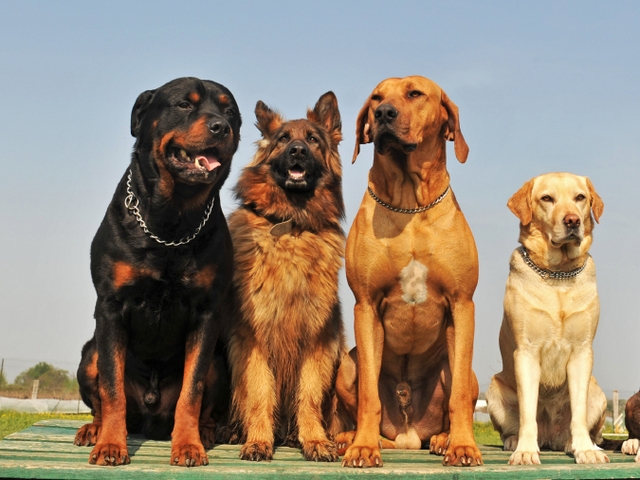 Крупные породы собак в Острове | ЗооТом портал о животных
