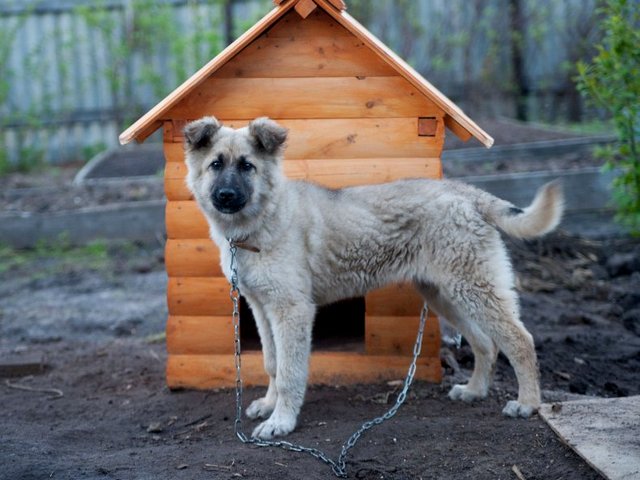 Все о собаках в Острове Все о собаках в Острове